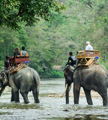 Elephant trekking through jungle